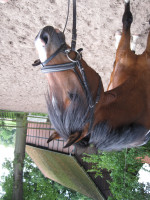 horse Obelix (German Riding Pony, 2010, from Oosteinds Ricky)