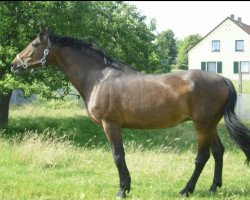 broodmare Loreley (Hessian Warmblood, 2001, from Latouro)