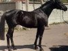 stallion Granit (Russian Trakehner,  , from Topot)