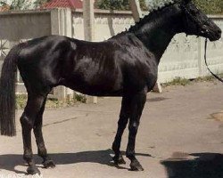 Deckhengst Granit (Russisch Trakehner,  , von Topot)