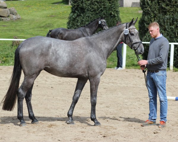 broodmare Grey Pia (Holsteiner, 2014, from Clarimo Ask)