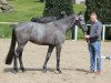 broodmare Grey Pia (Holsteiner, 2014, from Clarimo Ask)