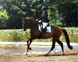 dressage horse Billy Jean M (Hanoverian, 2016, from Borsalino)