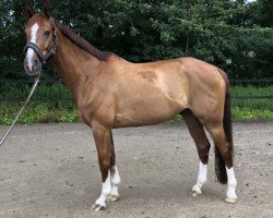 dressage horse Escorado (Westphalian, 2009, from Estobar NRW)