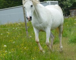 broodmare Serasha ox (Arabian thoroughbred, 1993, from Estopa Son ox)