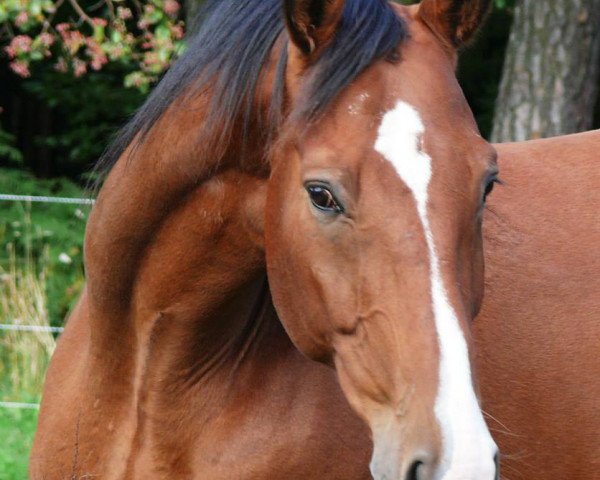 dressage horse Doretto (Westphalian, 2006, from Donnerball)