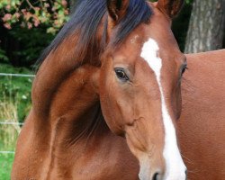 Pferd Doretto (Westfale, 2006, von Donnerball)