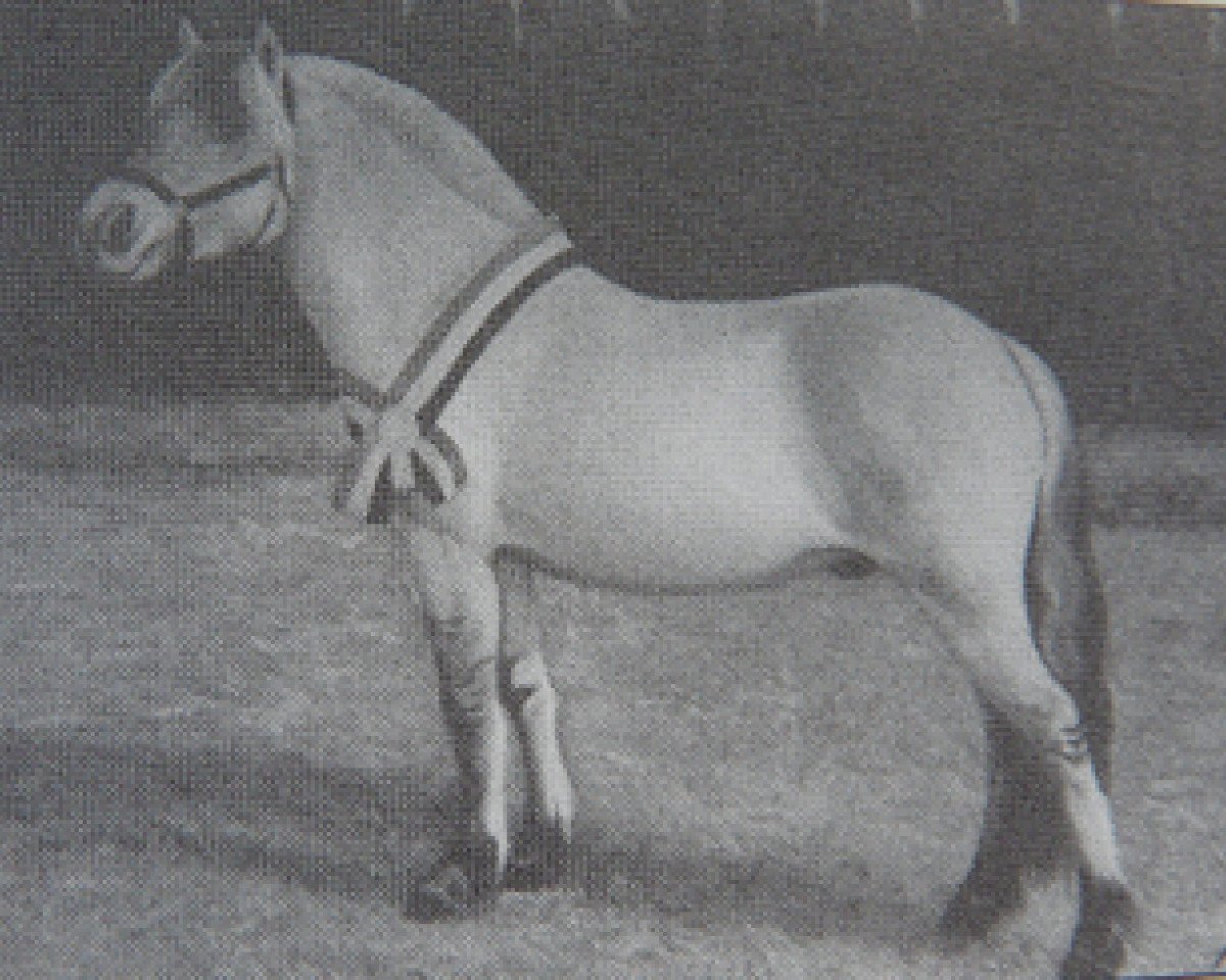 horse Dolf D54 (Fjord Horse,  , from Drageset)