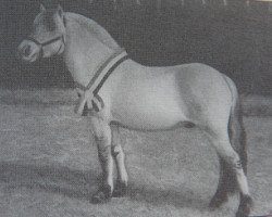 horse Dolf D54 (Fjord Horse,  , from Drageset)