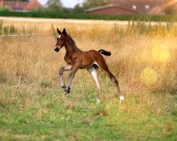 jumper Wallach von Crime is Collin / Askari (Hanoverian, 2020, from Crime is Colin)