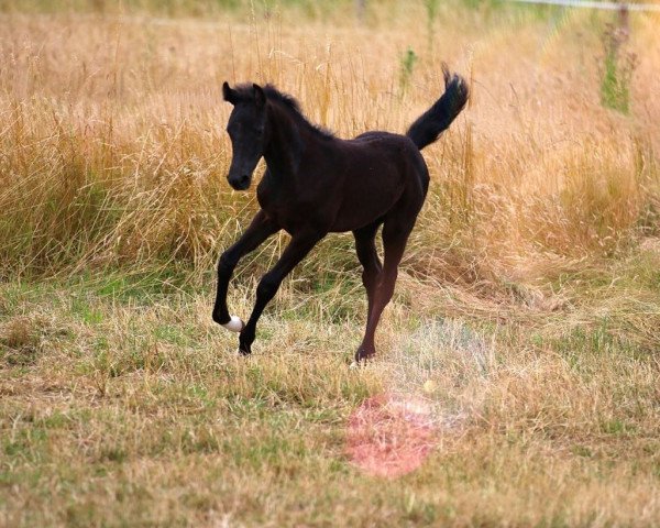 jumper Carlita B (Westphalian, 2020, from Cornado NRW)