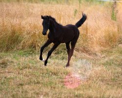 Springpferd Carlita B (Westfale, 2020, von Cornado NRW)