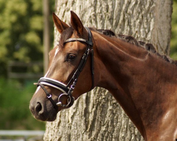 broodmare Barbie's Beauty (Oldenburg, 2016, from Bon Coeur)