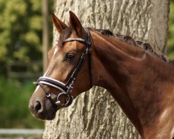 broodmare Barbie's Beauty (Oldenburg, 2016, from Bon Coeur)