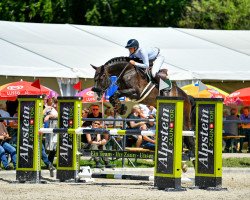 Springpferd Candino Von Worrenberg (Schweizer Warmblut, 2012, von Candillo Z)