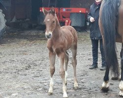 jumper Charlie wills wissen (Hanoverian, 2018, from Carridam)