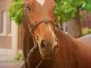 broodmare Chelsea 129 (Oldenburg show jumper, 2010, from Corlensky G)