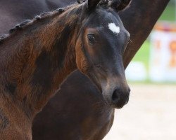 dressage horse FranzBranntwein (German Sport Horse, 2020, from For Gold OLD)