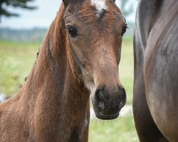 stallion Dango Rubin N (Oldenburg, 2020, from Danone 4)