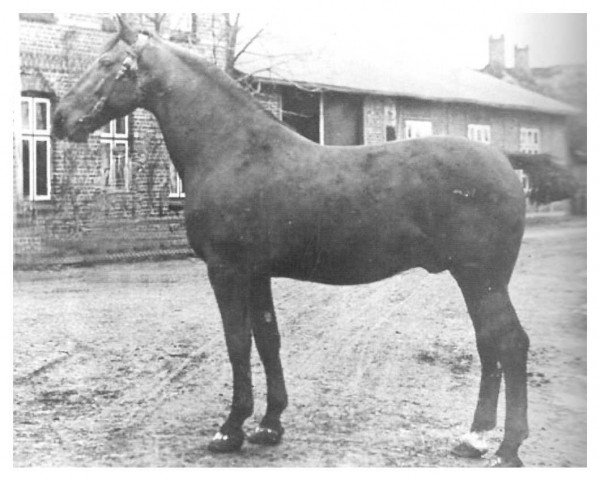 stallion Weidmann 2249 (Holsteiner, 1907, from Ethelbert)