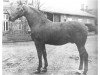 stallion Weidmann 2249 (Holsteiner, 1907, from Ethelbert)