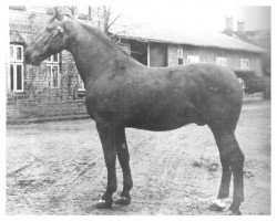 stallion Weidmann 2249 (Holsteiner, 1907, from Ethelbert 1197)