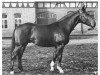 stallion Dorilas 3665 (Hanoverian, 1949, from Dömitz I)