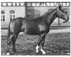 stallion Dorilas 3665 (Hanoverian, 1949, from Dömitz I)