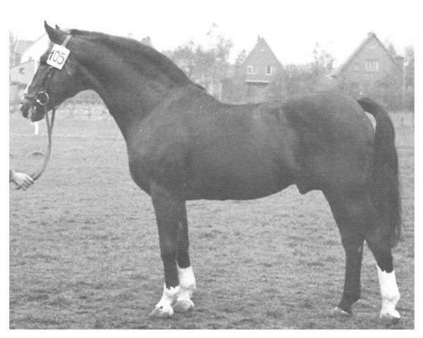 stallion Florentiner (Hanoverian, 1926, from Florett 1083)