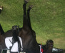 dressage horse Siebenstein 14 (Westphalian, 2008, from San Remo)