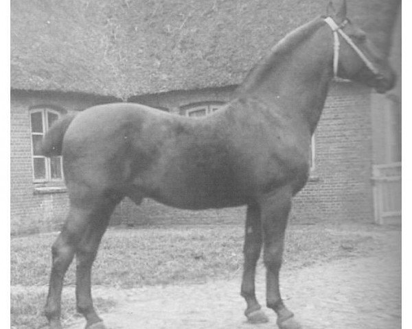 stallion Ortwin (Holsteiner, 1900, from Füsilier 1761)