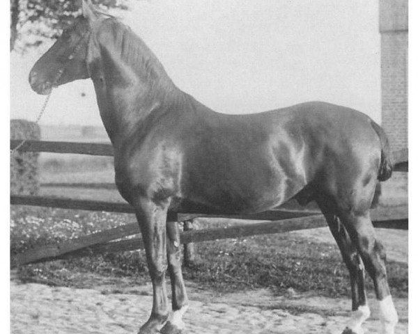 stallion Obmann 2037 (Holsteiner, 1900, from Falb)