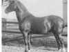 stallion Obmann 2037 (Holsteiner, 1900, from Falb)