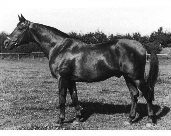 stallion Apfelkern (Trakehner, 1936, from Hyperion)