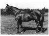 stallion Apfelkern (Trakehner, 1936, from Hyperion)