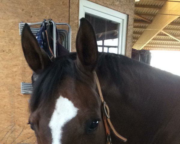 dressage horse Ricardo (Hessian Warmblood, 1997, from Reflektor)