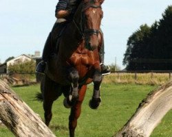 dressage horse Calvados 130 (KWPN (Royal Dutch Sporthorse), 2007, from Uptown)