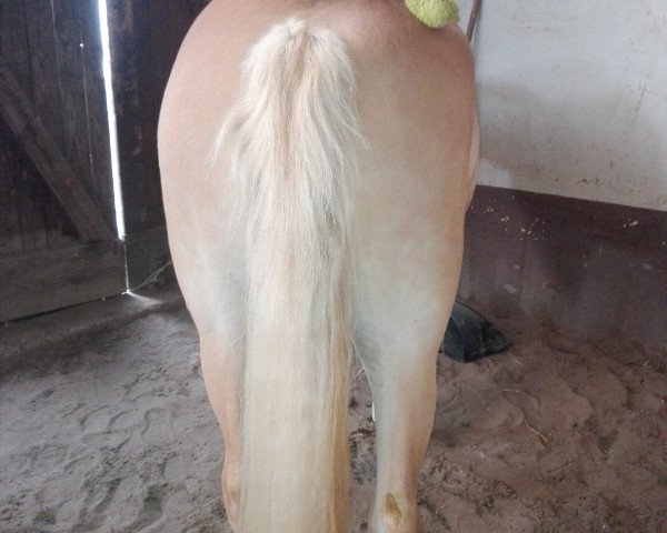 broodmare Amy (Haflinger, 2017, from Amerigo)