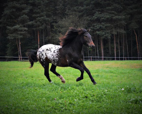 Pferd Nero's Pichu (Appaloosa, 2015)