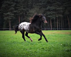 horse Nero's Pichu (Appaloosa, 2015)