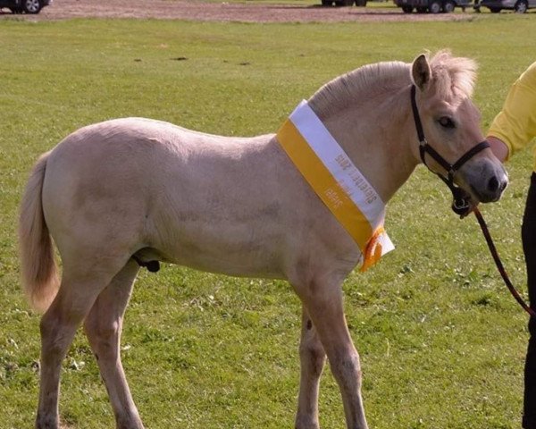 horse Tedje (Fjord Horse, 2015, from Tsjalle)