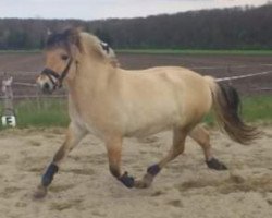 horse Michel (Fjord Horse, 2009, from Max)