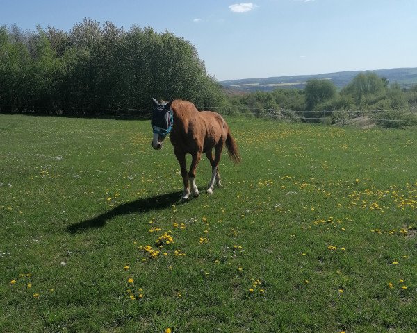 Pferd Haspro Courcelle (Selle Français, 1995, von Arpege Pierreville)