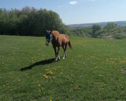 Pferd Haspro Courcelle (Selle Français, 1995, von Arpege Pierreville)