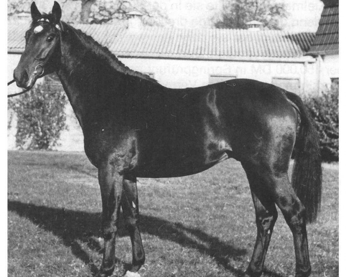 Pferd Landgraf II (Holsteiner, 1967, von Ladykiller xx)