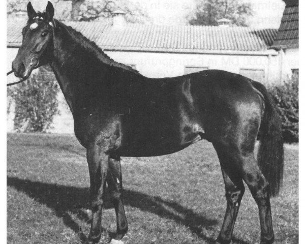 horse Landgraf II (Holsteiner, 1967, from Ladykiller xx)