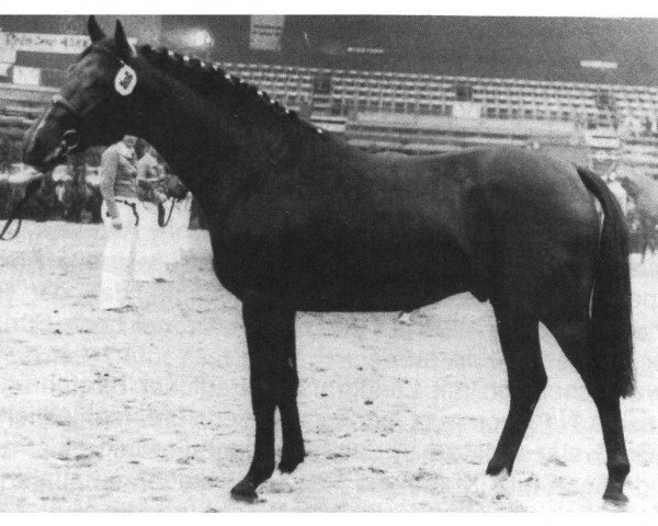 stallion Lanciano (Holsteiner, 1976, from Landgraf I)