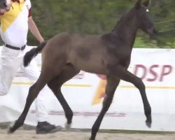 dressage horse Molinari (German Sport Horse, 2020, from DSP Marc Cain)