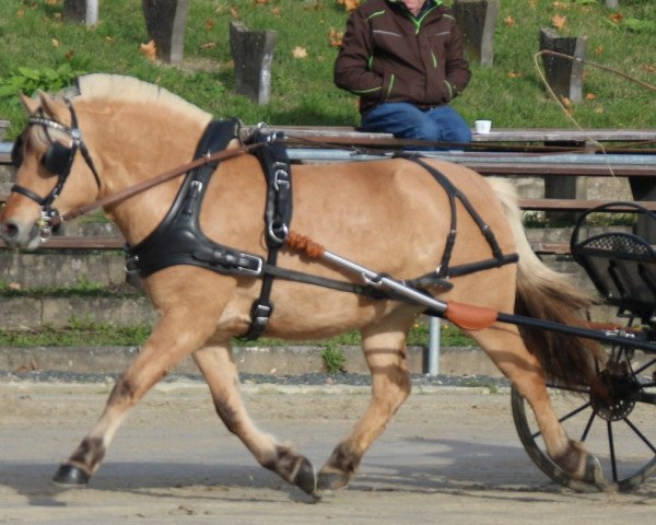 broodmare Abigail (Fjord Horse, 2012, from Kjartan)