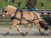 broodmare Abigail (Fjord Horse, 2012, from Kjartan)